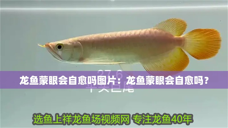 龍魚蒙眼會自愈嗎圖片：龍魚蒙眼會自愈嗎？