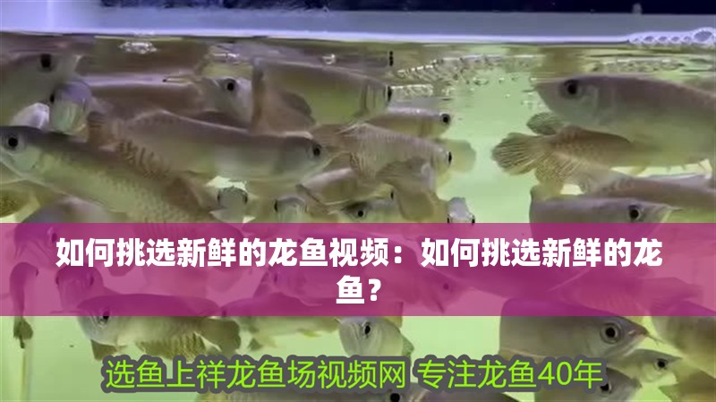 如何挑選新鮮的龍魚(yú)視頻：如何挑選新鮮的龍魚(yú)？