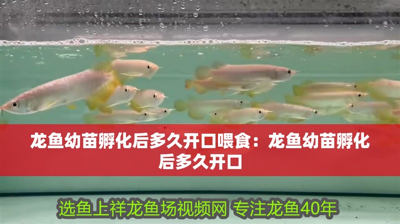 龍魚幼苗孵化后多久開口喂食：龍魚幼苗孵化后多久開口