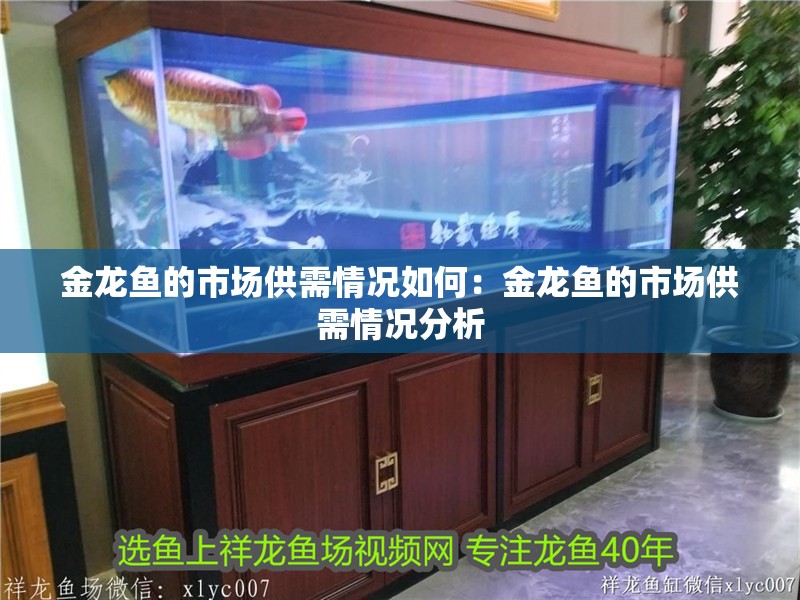 金龍魚的市場供需情況如何：金龍魚的市場供需情況分析