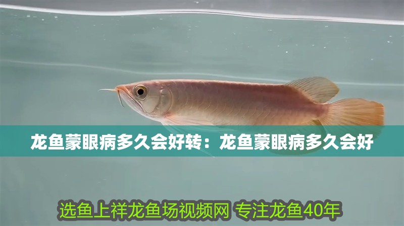 龍魚蒙眼病多久會好轉：龍魚蒙眼病多久會好