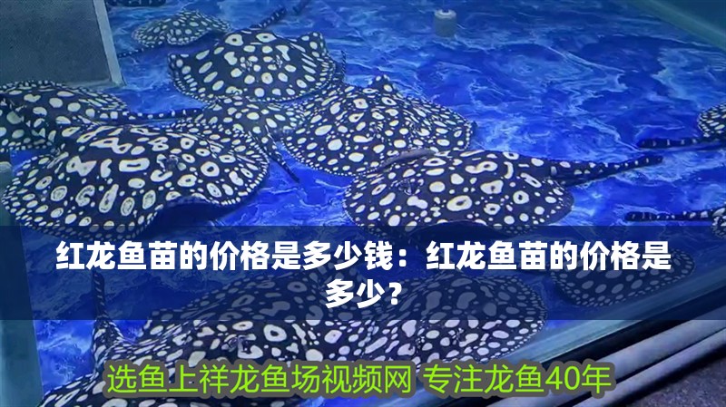 紅龍魚苗的價格是多少錢：紅龍魚苗的價格是多少？