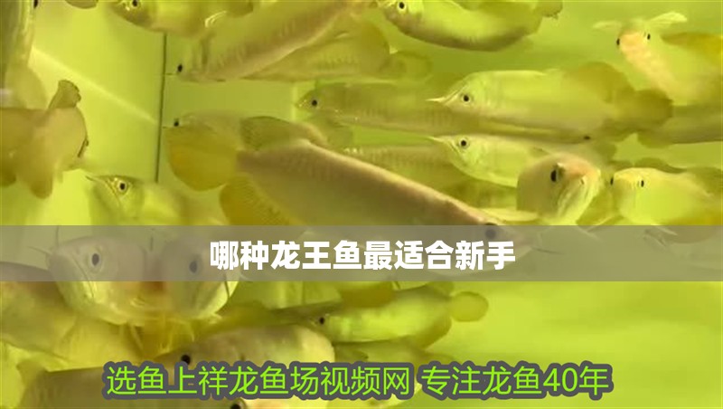 哪種龍王魚最適合新手