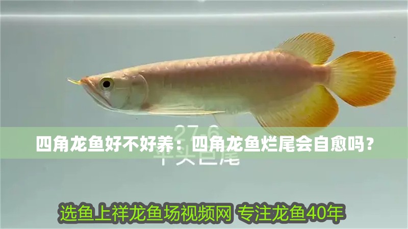 四角龍魚好不好養：四角龍魚爛尾會自愈嗎？