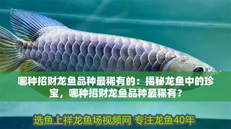 哪種招財龍魚品種最稀有的：揭秘龍魚中的珍寶，哪種招財龍魚品種最稀有？