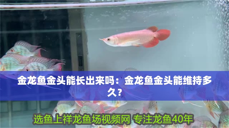 金龍魚金頭能長出來嗎：金龍魚金頭能維持多久？