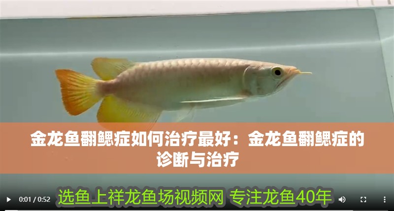 金龍魚翻鰓癥如何治療最好：金龍魚翻鰓癥的診斷與治療