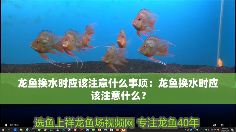 龍魚換水時應該注意什么事項：龍魚換水時應該注意什么？