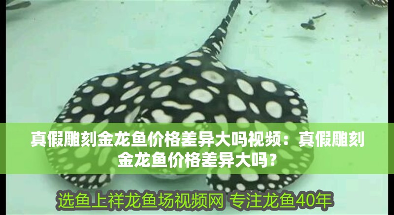 真假雕刻金龍魚價格差異大嗎視頻：真假雕刻金龍魚價格差異大嗎？
