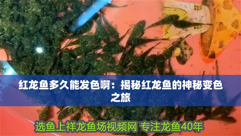 紅龍魚多久能發色啊：揭秘紅龍魚的神秘變色之旅