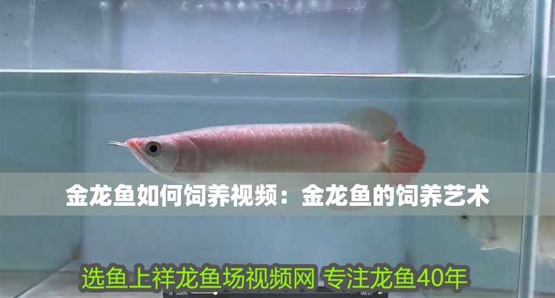 金龍魚如何飼養視頻：金龍魚的飼養藝術