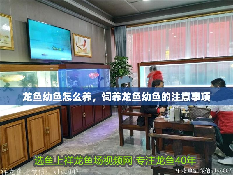 龍魚幼魚怎么養(yǎng)，飼養(yǎng)龍魚幼魚的注意事項