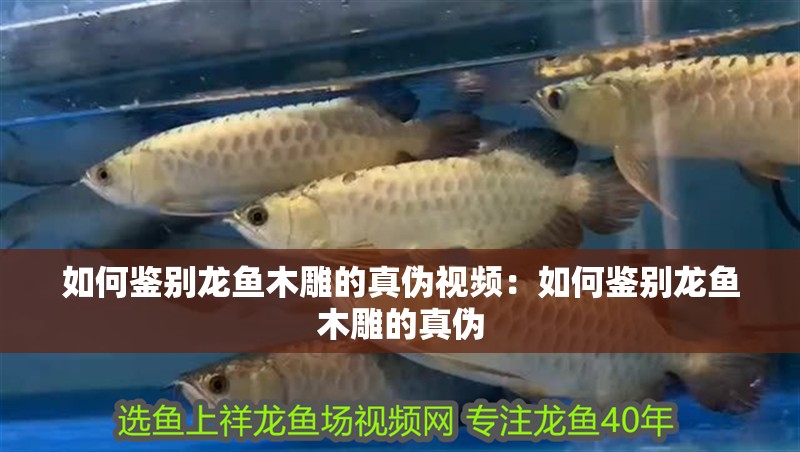 如何鑒別龍魚木雕的真偽視頻：如何鑒別龍魚木雕的真偽