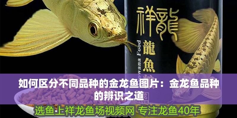 如何區分不同品種的金龍魚圖片：金龍魚品種的辨識之道