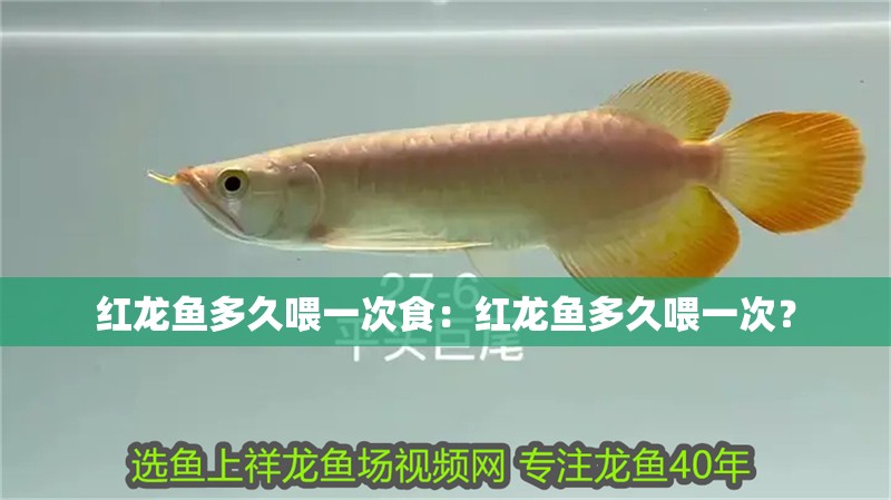 紅龍魚多久喂一次食：紅龍魚多久喂一次？