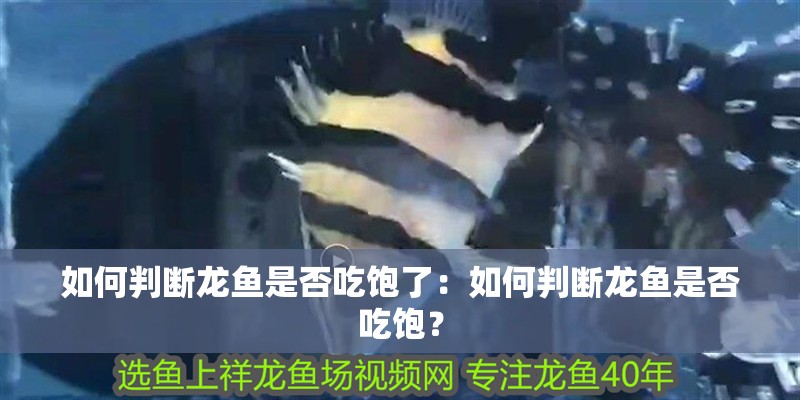 如何判斷龍魚是否吃飽了：如何判斷龍魚是否吃飽？