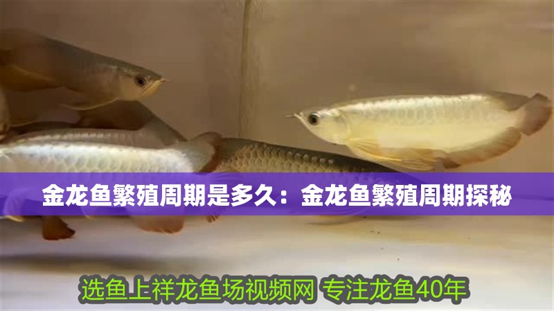 金龍魚繁殖周期是多久：金龍魚繁殖周期探秘