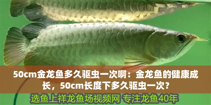 50cm金龍魚多久驅蟲一次啊：金龍魚的健康成長，50cm長度下多久驅蟲一次？