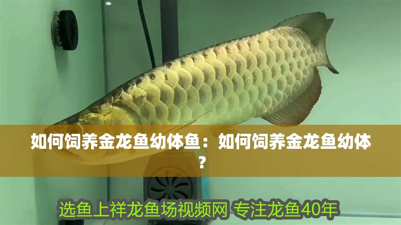 如何飼養金龍魚幼體魚：如何飼養金龍魚幼體？