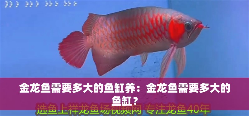 金龍魚需要多大的魚缸養：金龍魚需要多大的魚缸？