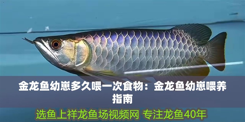 金龍魚幼崽多久喂一次食物：金龍魚幼崽喂養指南