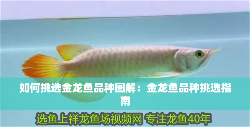 如何挑選金龍魚品種圖解：金龍魚品種挑選指南