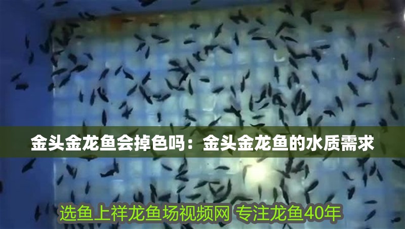 金頭金龍魚會掉色嗎：金頭金龍魚的水質(zhì)需求