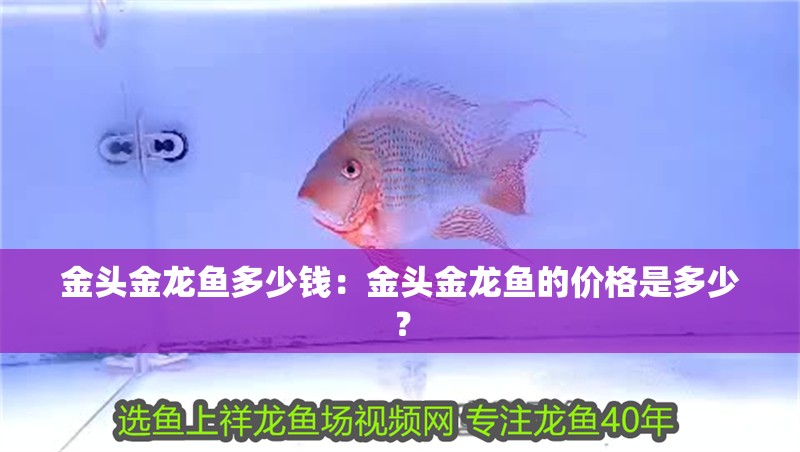 金頭金龍魚多少錢：金頭金龍魚的價(jià)格是多少？