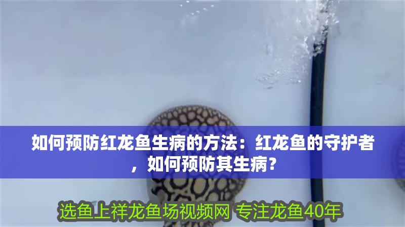 如何預(yù)防紅龍魚生病的方法：紅龍魚的守護(hù)者，如何預(yù)防其生病？