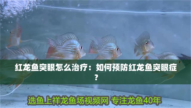 紅龍魚突眼怎么治療：如何預防紅龍魚突眼癥？