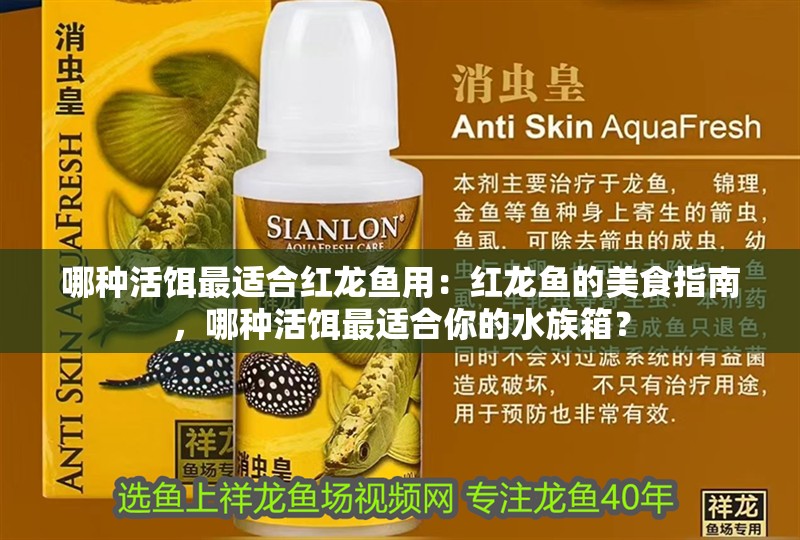 哪種活餌最適合紅龍魚用：紅龍魚的美食指南，哪種活餌最適合你的水族箱？
