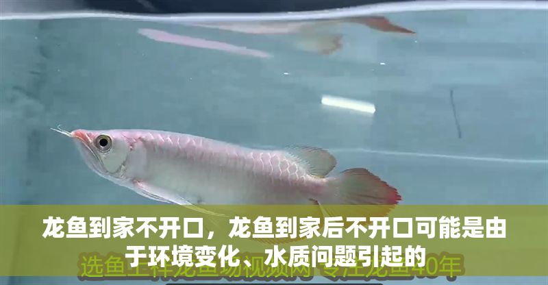 龍魚到家不開口，龍魚到家后不開口可能是由于環境變化、水質問題引起的