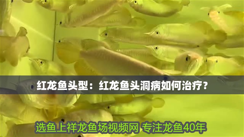 紅龍魚頭型：紅龍魚頭洞病如何治療？ 紅龍魚頭型：紅龍魚頭洞病如何治療？ 水族問答