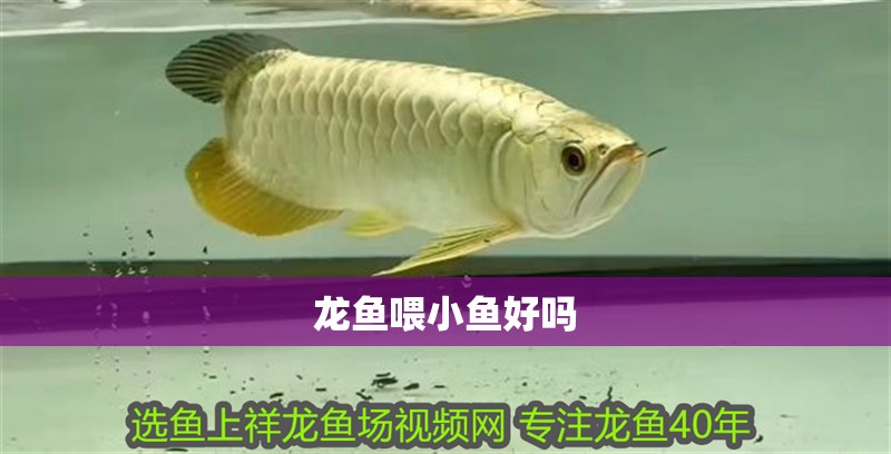 龍魚喂小魚好嗎