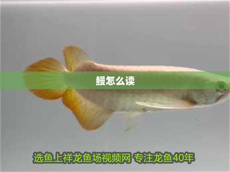 鰻怎么讀 鰻怎么讀 龍魚百科