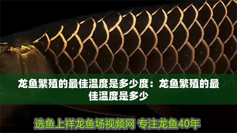 龍魚繁殖的最佳溫度是多少度：龍魚繁殖的最佳溫度是多少
