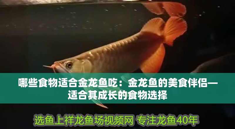 哪些食物適合金龍魚(yú)吃：金龍魚(yú)的美食伴侶—適合其成長(zhǎng)的食物選擇