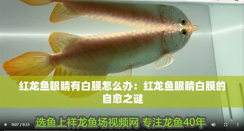 紅龍魚眼睛有白膜怎么辦：紅龍魚眼睛白膜的自愈之謎