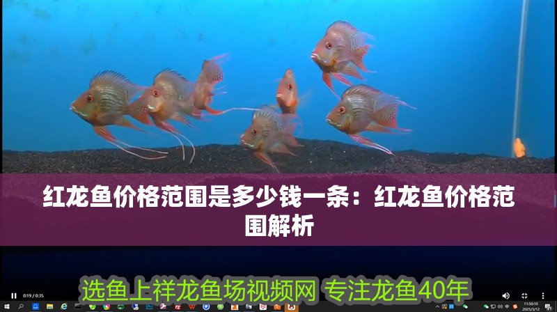 紅龍魚價格范圍是多少錢一條：紅龍魚價格范圍解析 紅龍魚價格范圍是多少錢一條：紅龍魚價格范圍解析 水族問答