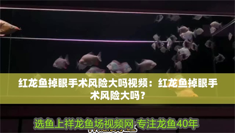 紅龍魚掉眼手術風險大嗎視頻：紅龍魚掉眼手術風險大嗎？