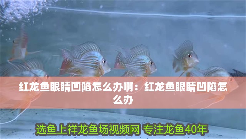 紅龍魚眼睛凹陷怎么辦?。杭t龍魚眼睛凹陷怎么辦