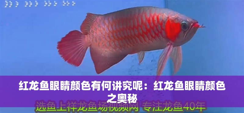 紅龍魚眼睛顏色有何講究呢：紅龍魚眼睛顏色之奧秘