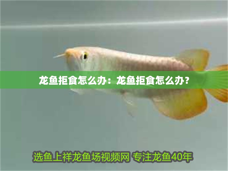 龍魚拒食怎么辦：龍魚拒食怎么辦？