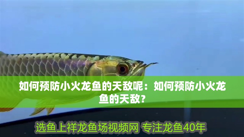 如何預防小火龍魚的天敵呢：如何預防小火龍魚的天敵？