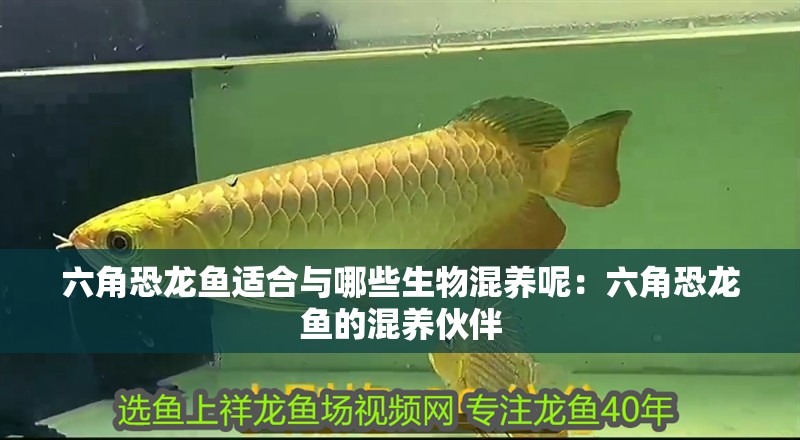 六角恐龍魚適合與哪些生物混養呢：六角恐龍魚的混養伙伴