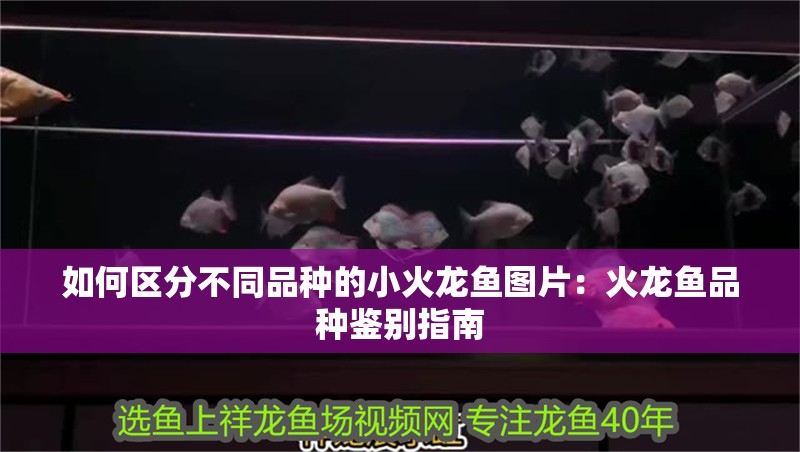 如何區(qū)分不同品種的小火龍魚圖片：火龍魚品種鑒別指南