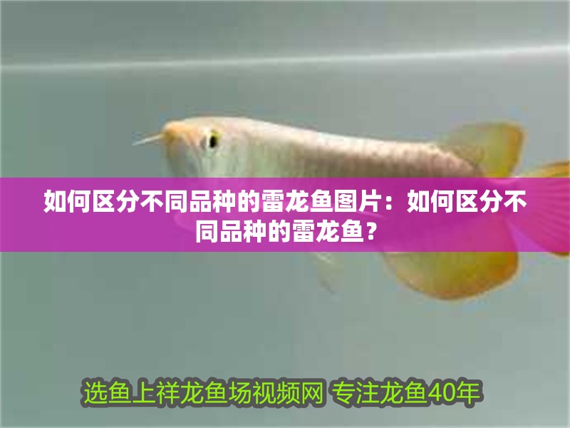 如何區(qū)分不同品種的雷龍魚圖片：如何區(qū)分不同品種的雷龍魚？