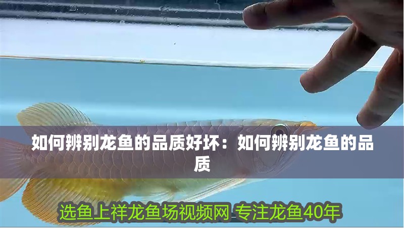 如何辨別龍魚的品質好壞：如何辨別龍魚的品質