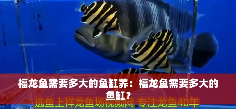 福龍魚需要多大的魚缸養(yǎng)：福龍魚需要多大的魚缸？
