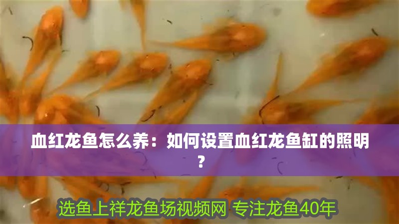 魚缸過濾器選購指南:自制魚缸過濾器魚缸上置過濾器對于養魚愛好者的必備知識 血紅龍魚怎么養:如何設置血紅龍魚缸的照明? 水族問答 血紅龍魚怎么養:如何設置血紅龍魚缸的照明? 血紅龍魚怎么養:如何設置血紅龍魚缸的照明? 水族問答